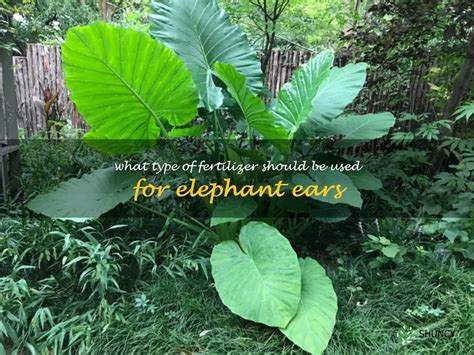 elephant ear moisture meter|elephant ear fertilizer.